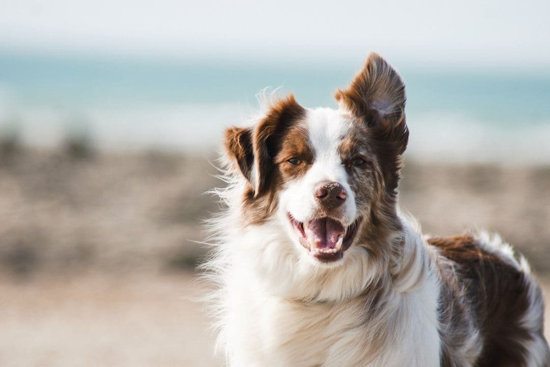 How to Move with Pets: Choosing a Pet Moving Service